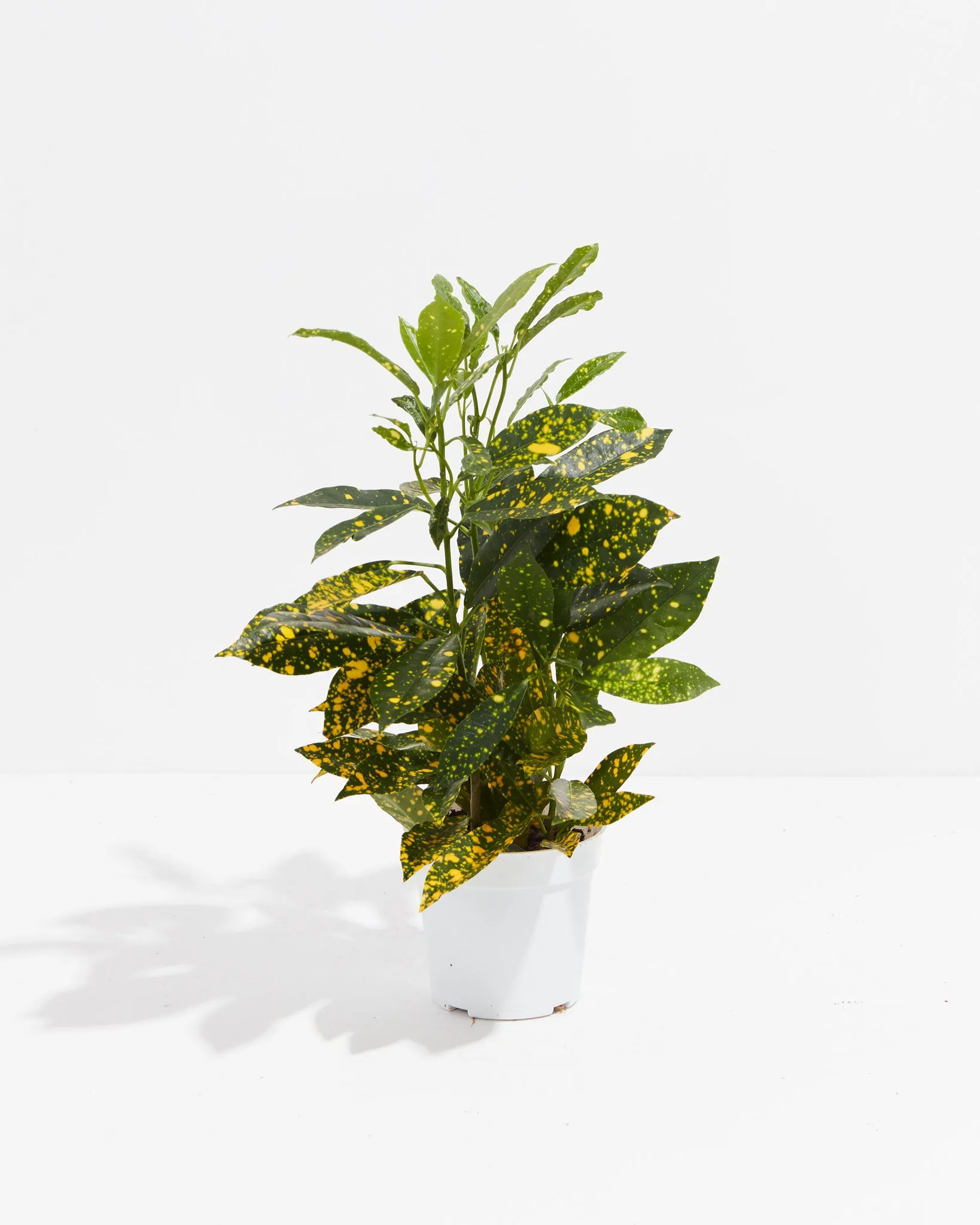 Gold Dust Croton Plant